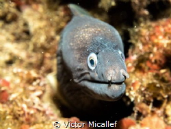 Not too close please. Moray eel by Victor Micallef 